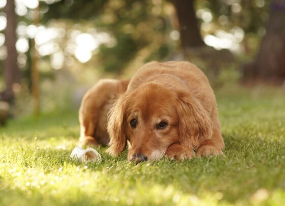 Cuidados com a saúde de cães e gatos após a adoção