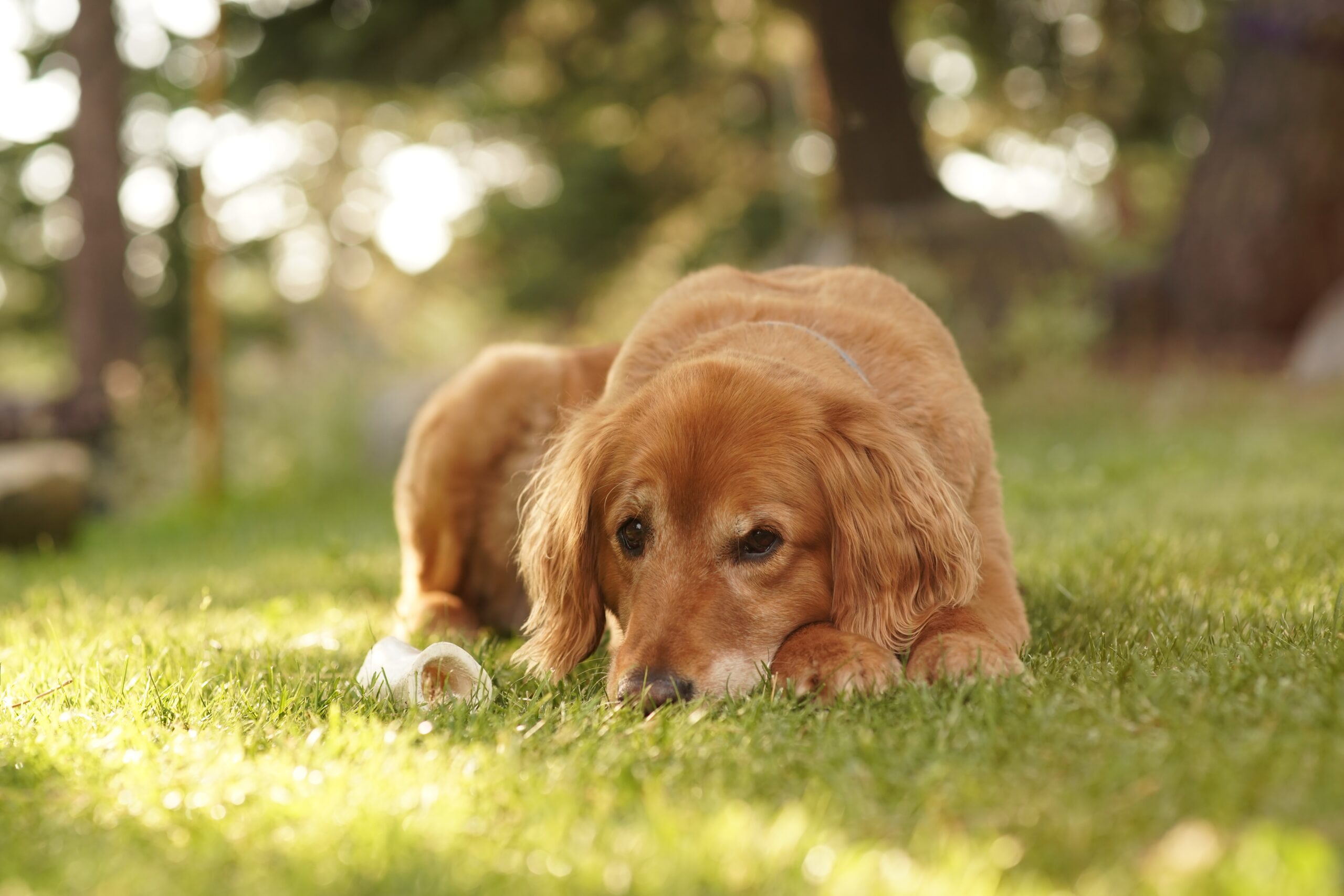 Cuidados com a saúde de cães e gatos após a adoção